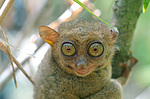 ������������ �������� (Carlito syrichta) ������ �����, ���������