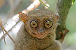 ������������ �������� (Carlito syrichta) ������ �����, ���������