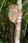 ������������ �������� (Carlito syrichta) ������ �����, ���������