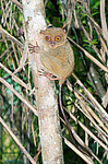 ������������ �������� (Carlito syrichta) ������ �����, ���������