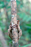 ������������ �������� (Carlito syrichta) ������ �����, ���������