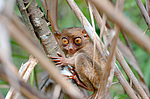 ������������ �������� (Carlito syrichta) ������ �����, ���������