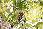 ������������ �������� (Carlito syrichta) ������ �����, ���������