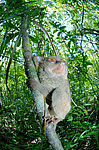 ������������ �������� (Carlito syrichta) ������ �����, ���������