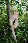 ������������ �������� (Carlito syrichta) ������ �����, ���������