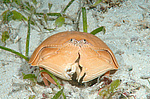 ��������� ���� (Calappa calappa)
