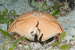 ��������� ���� (Calappa calappa)