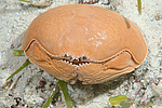 ��������� ���� (Calappa calappa)