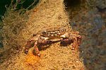 ��������� ����, ��� ��������� (Pachygrapsus marmoratus)