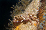 ��������� ����, ��� ��������� (Pachygrapsus marmoratus)