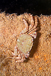 ��������� ����, ��� ��������� (Pachygrapsus marmoratus)