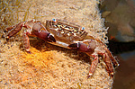 ��������� ����, ��� ��������� (Pachygrapsus marmoratus)