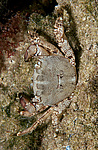 ��������� ����, ��� ��������� (Pachygrapsus marmoratus)