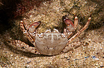 ��������� ����, ��� ��������� (Pachygrapsus marmoratus)