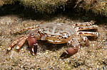 ��������� ����, ��� ��������� (Pachygrapsus marmoratus)