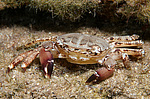��������� ����, ��� ��������� (Pachygrapsus marmoratus)
