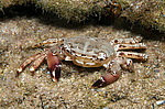 ��������� ����, ��� ��������� (Pachygrapsus marmoratus)