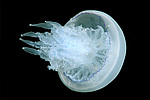 ������ �������� (Rhisostoma pulmo)