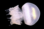 ������ �������� (Rhisostoma pulmo)