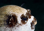 ���� ���, ����, �������� �������� (Arothron diadematus)