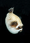 ���� ���, ����, �������� �������� (Arothron diadematus)