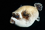 ���� ���, ����, �������� �������� (Arothron diadematus)