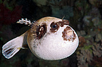 ���� ���, ����, �������� �������� (Arothron diadematus)