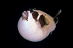 ���� ���, ����, �������� �������� (Arothron diadematus)