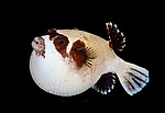 ���� ���, ����, �������� �������� (Arothron diadematus)