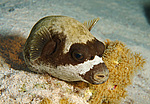 ���� ���, ����, �������� �������� (Arothron diadematus)