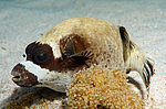 ���� ���, ����, �������� �������� (Arothron diadematus)