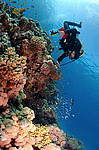 ������ ������� �� ���� ��� ��������� (Parapriacanthus guentheri)