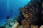 ������ ������� �� ���� ��� ��������� (Parapriacanthus guentheri)