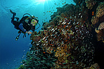 ������ ������� �� ���� ��� ��������� (Parapriacanthus guentheri)
