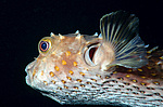 ����������� ����-�� (Diodon hystrix) ��������� ���������, ������� ���� ������, ������