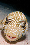 ��������, ����, ���� ��� (Tetraodon mbu)