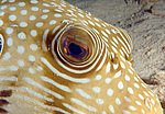 ��������, ����, ���� ��� (Tetraodon mbu)