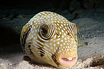 ��������, ����, ���� ��� (Tetraodon mbu)