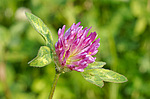������ ���������� (Trifolium alpestre)