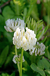 ������ ���������� (Trifolium alpestre)