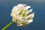 ������ ���������� (Trifolium alpestre)