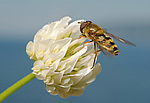 ������ ���������� (Trifolium alpestre)