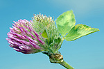 ������ ���������� (Trifolium alpestre)
