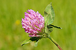 ������ ���������� (Trifolium alpestre)