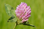������ ���������� (Trifolium alpestre)