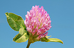 ������ ���������� (Trifolium alpestre)