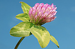 ������ ���������� (Trifolium alpestre)
