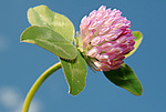 ������ ���������� (Trifolium alpestre)
