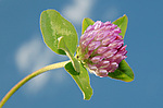 ������ ���������� (Trifolium alpestre)