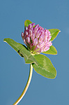 ������ ���������� (Trifolium alpestre)